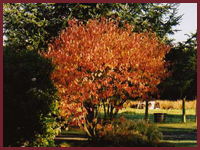 Autumn at Parc Llwyd